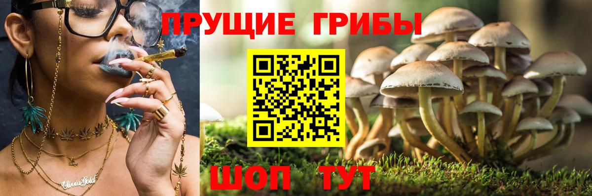 Псилоцибиновые грибы Cubensis Луховицы